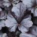 Perene: Heuchera Black Pearl , slika2